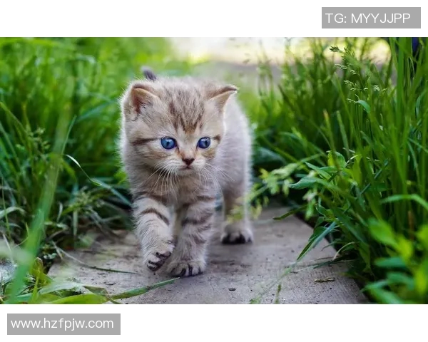 小猫足球明星的可爱瞬间展现了它们的运动天赋与活力四射的魅力